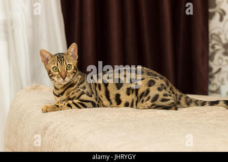 Bengali cat at the age of 5 months is lying on the sofa resting after playing Stock Photo