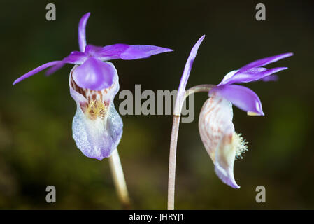 the orchid Norne, Calypso bullosa (in English: Calypso orchid, Venus ?? see slip-on shoe, fairy slip-on shoe), Norrbotten, Lapland, Sweden, June , die Stock Photo