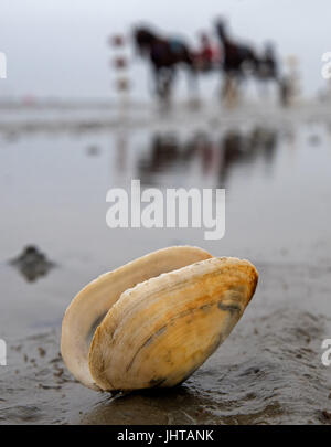 Cuxhaven, Germany. 16th July, 2017. Horses can be seen running on the tidal flats along the beach of Duhnen in Cuxhaven, Germany, 16 July 2017. The traditional tidal flat race in Duhnen is a tourist attraction at the North Sea Coast. The horses vie for victory and financial rewards along the tidal flats along the coast. Photo: Ingo Wagner/dpa/Alamy Live News Stock Photo