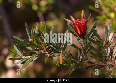 The mountain devil ( Lambertia formosa) is shrub that is endemic to New South wales, Australia. It has red flowers. Stock Photo