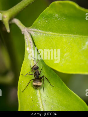 Black carpenter ant on a green leaf Stock Photo