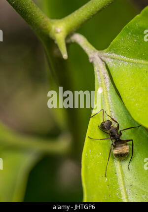 Black carpenter ant on a green leaf Stock Photo