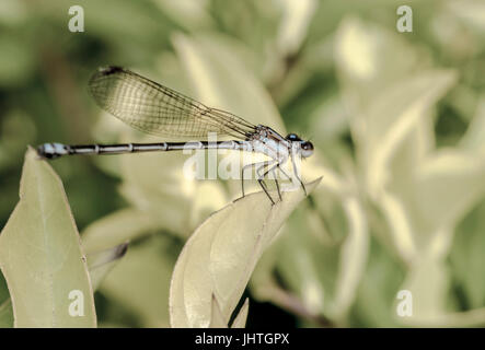 Shiny dragonfly on a tree leaf Stock Photo