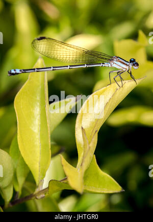 Shiny dragonfly on a tree leaf Stock Photo
