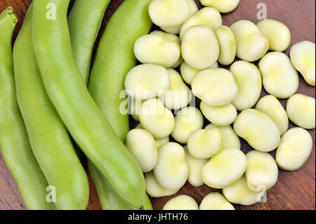 Freshly picked broad beans, variety Witkiem Manita, Vicia Faba also known as field beans, fava, bell, horse, windsor, pigeon and tic beans. Stock Photo