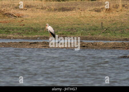 Yellow billed stork, Malawi Stock Photo