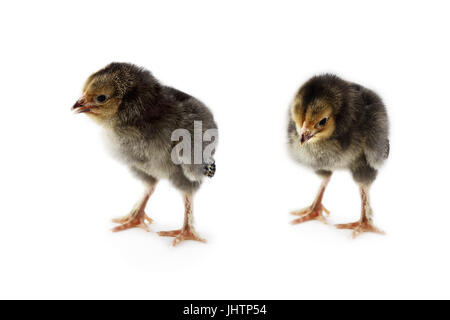 Pair of new born baby chicks, Buff Brahmas, isolated on a white background with light shadow. Extreme depth of field with selective focus on chick in  Stock Photo