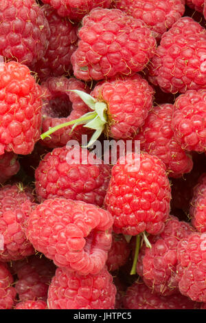 own grown unwashed raspberries close up - real and authentic - including imperfections Stock Photo