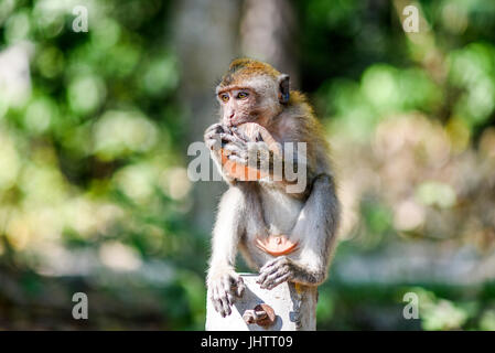 Small monkey eating fruit, Krabi, Thailand. Stock Photo