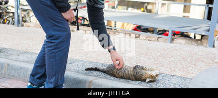 Homeless cat, pet and animals concept - Man stroking cat Stock Photo