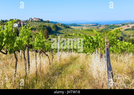 Tuscany. Grape vines Stock Photo