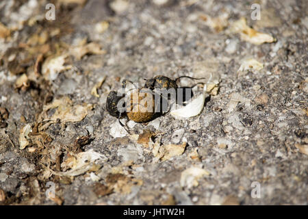 Dung Bettles Stock Photo