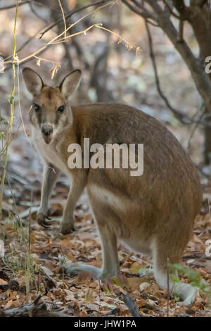 Agile Wallaby, Macropus agilis at Adels Grove Stock Photo