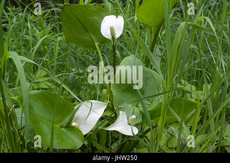 flowers of calla palustris (bog arum) Stock Photo