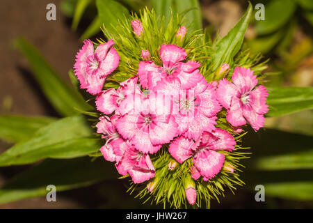 flowers of carnations turkish (Dianthus barbatus) closeup Stock Photo