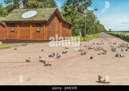 Purebred pigeons are sent to flight. Landmark for pigeons - a light circle on the roof of the dovecote. Stock Photo