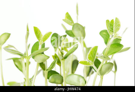 Soybean seedlings on white background. Young Soya bean plants, sprouts and leafs of germinated Glycine max, a legume, oilseed and pulse. Cotyledons. Stock Photo