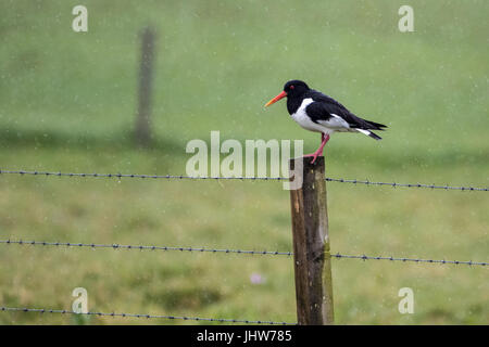 Single oystercatcher (Haematopus ostralegus) standing on a fence post watchful in the pouring rain Stock Photo