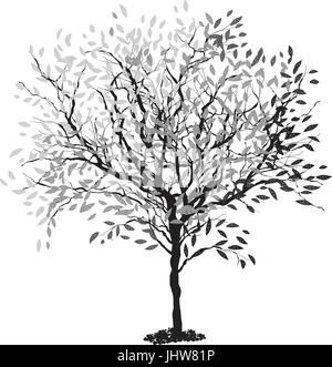 beautiful tree plant cultivated Stock Vector Image & Art - Alamy