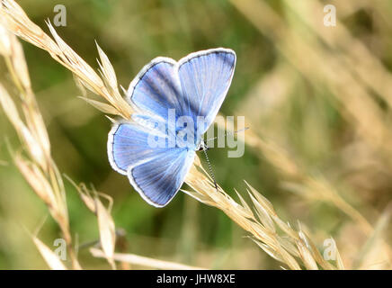 A male common blue butterfly (Polyommatus icarus) rests with wings closed on a dry grass stem. Bedgebury Forest, Kent, UK. Stock Photo