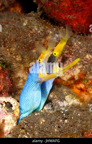 Two Blue Ribbon Eels, Rhinomuraena quaesita, sharing the same burrow. Tulamben, Bali, Indonesia. Bali Sea, Indian Ocean Stock Photo