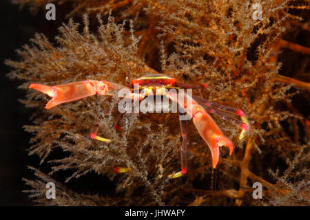 Black coral crab, Quadrella maculosa. Female with Eggs. Tulamben, Bali, Indonesia. Bali Sea, Indian Ocean Stock Photo