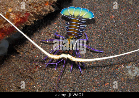 Painted Crayfish, Panulirus versicolor. Juvenile. Also known as Spiny Lobster, Painted Rock Lobster, Common Rock Lobster, Bamboo Lobster, Blue Lobster Stock Photo