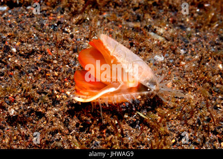 File Shell, Limaria sp. Possibly Fragile File Shell, Limaria fragilis. Tulamben, Bali, Indonesia. Bali Sea, Indian Ocean Stock Photo