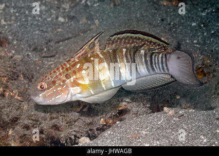 Banded Goby, also known as  White-barred goby, Amblygobius phalaena. Pemuteran, Bali, Indonesia. Bali Sea, Indian Ocean Stock Photo