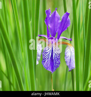 East Siberian sword lily Stock Photo