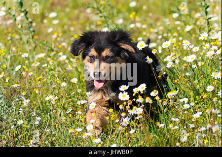 Puppy walking in a flower field Stock Photo