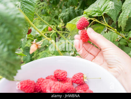 picking raspberries in garden pov - female hand and bowl