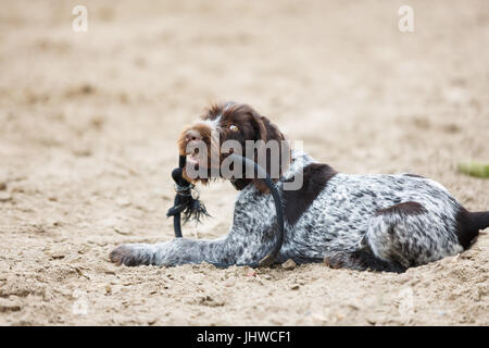 German Wirehaired Pointer puppy with a rope in his teeth Stock Photo