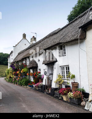 Floral displays outside Coombe Cottage and Doreen's Garden in Branscombe, Devon. Stock Photo