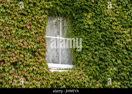 A cottage window almost overgrown with ivy. Stock Photo