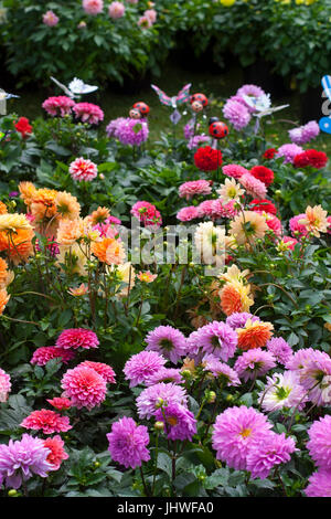 Garden flowers for sale at the farmers market in the park, Dublin Ireland selection colourful garden decorations, spring concept outdoor living, enjoy Stock Photo