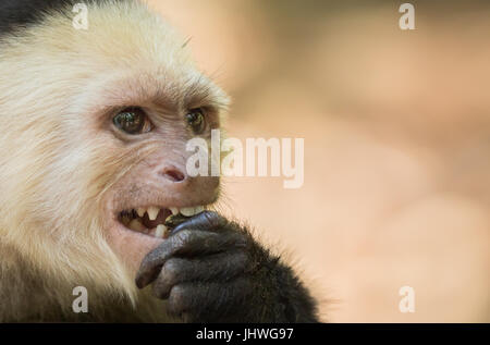 This Capuchin Monkey is threatening others to stay away as it bites a nut on the island of Roatán in Honduras. Stock Photo