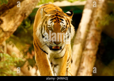 Stunningly beautiful majestic creature the Amur Tiger Stock Photo