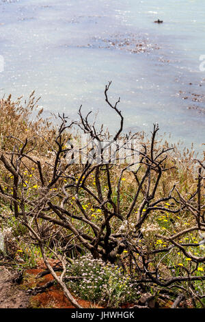 Trees burnt from Gorse Fire on Cliff Tops in Dublin Ireland Stock Photo
