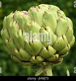 Green globe artichoke, Cynara cardunculus var. scolymus, closeup Stock Photo