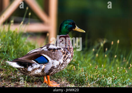 Male of a Mallard Duck (Anas platyrhynchos) standing on the grass. Close up. Stock Photo