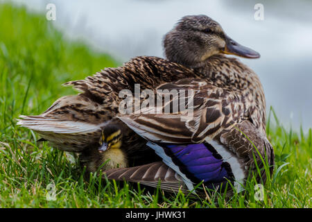Small mallard duckling ( (Anas platyrhynchos) ) hiding in its mother plumage. Stock Photo