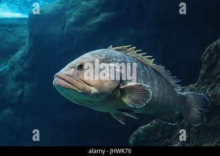 Polyprion americanus, Wreckfish, stone bass, a big Atlantic fish, underwater life Stock Photo