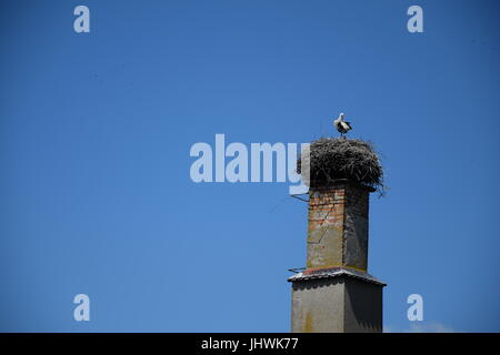 White stork in a nest on top of a old factory chimney in Poland Stock Photo