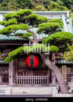Closed Gateway with lantern and Tree, Hasedera Temple, Hase,  Kamakura, Kanagawa, Japan Stock Photo