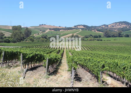 Vineyards, Los Carneros AVA, Napa, California Stock Photo