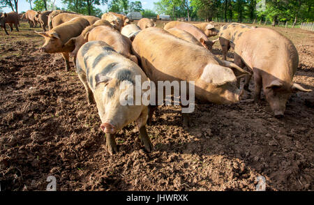 Clean  spotted Pigs standing in dirt on small farm Stock Photo