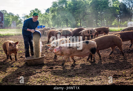 Pigs approach farmer who prepares their feed on small farm Stock Photo