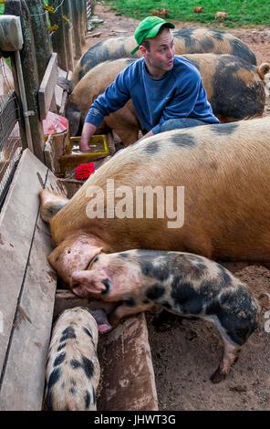 Mother pig and piglets eating and standing in feed trough,  on small farm, farmer working, spotted pigs Stock Photo