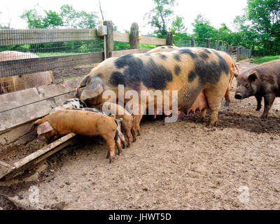 Mother pig and piglets eating from trough on small farm Stock Photo